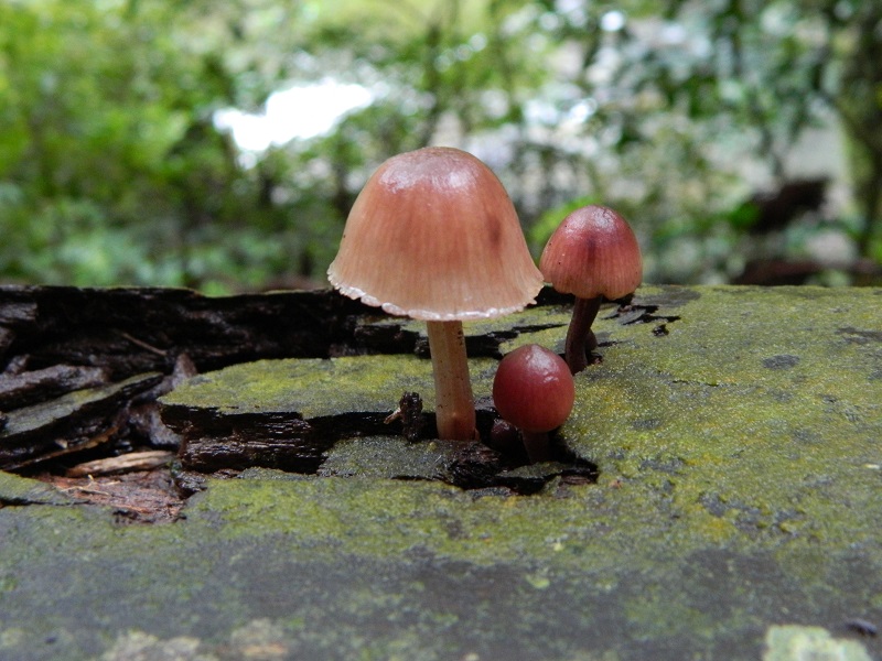 滿月圓國家森林遊樂區蕈菇