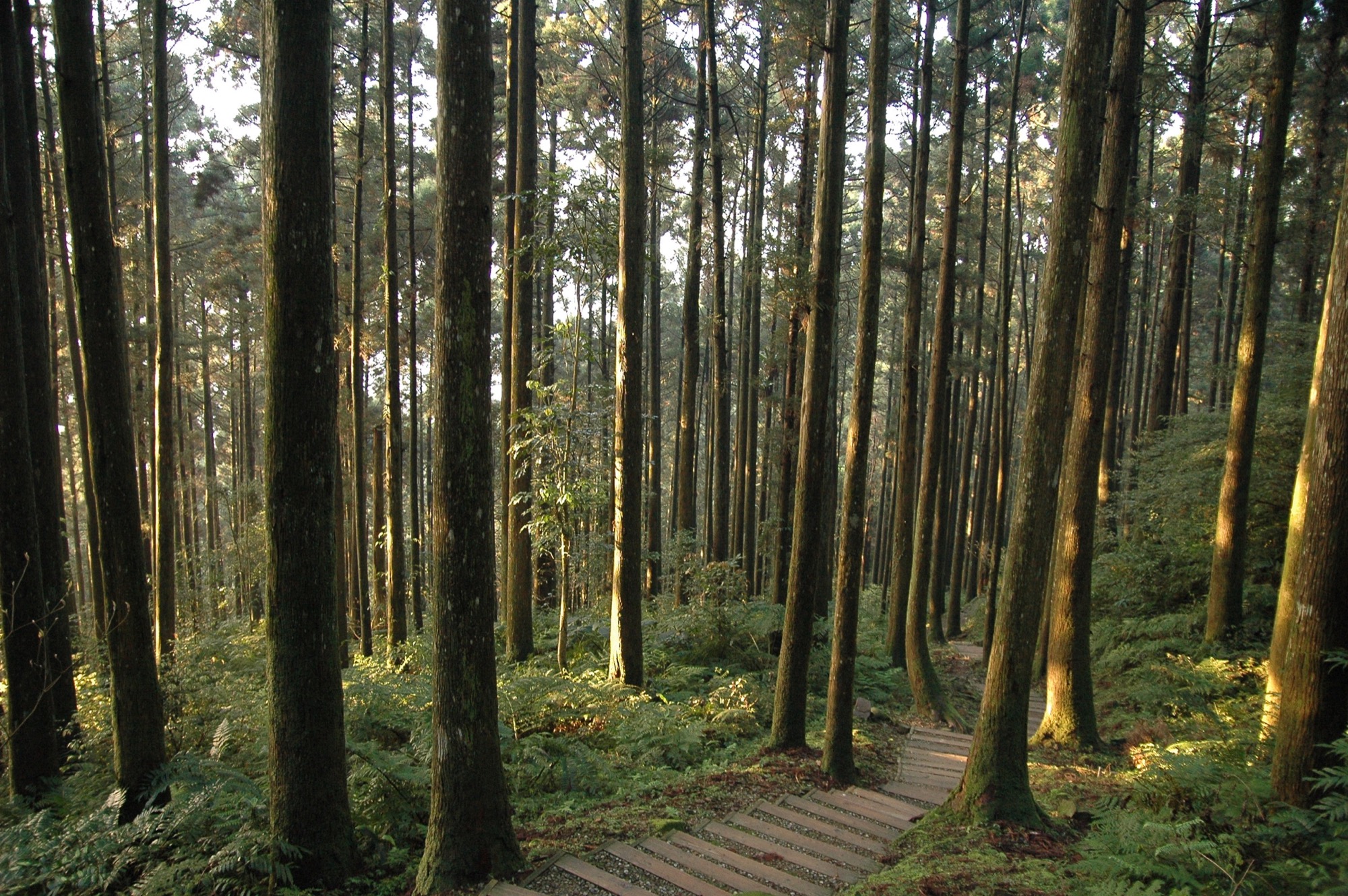 東眼山_東眼山柳杉林(自導式步道)