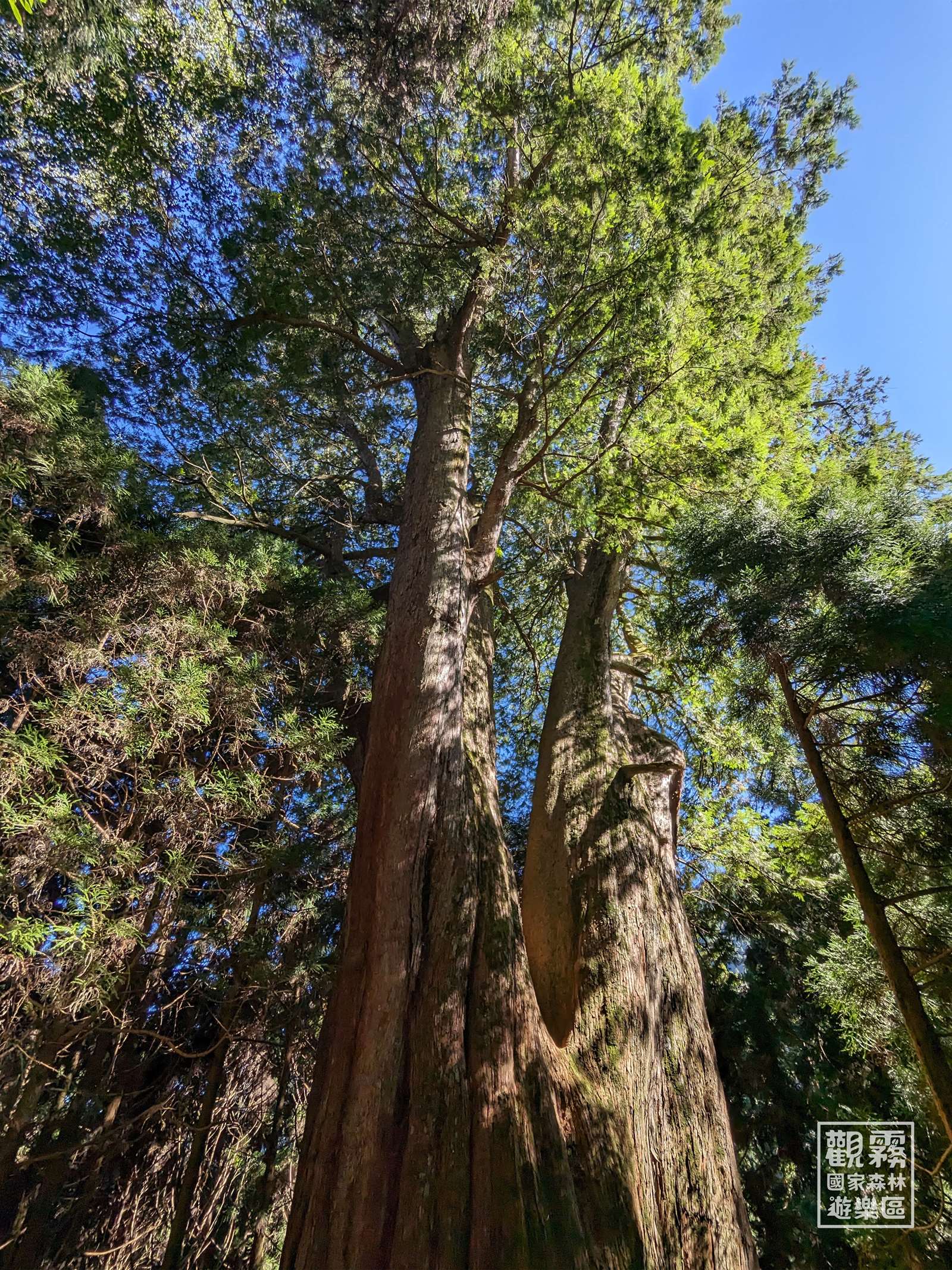 檜山巨木群步道的一號巨木