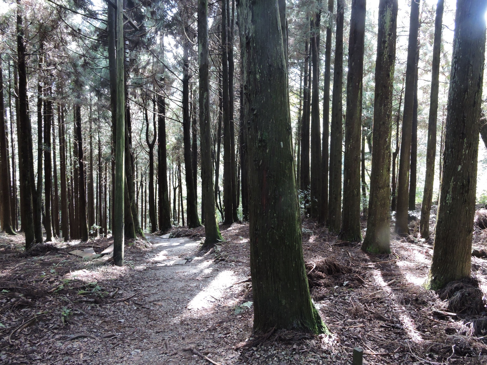 檜山巨木步道