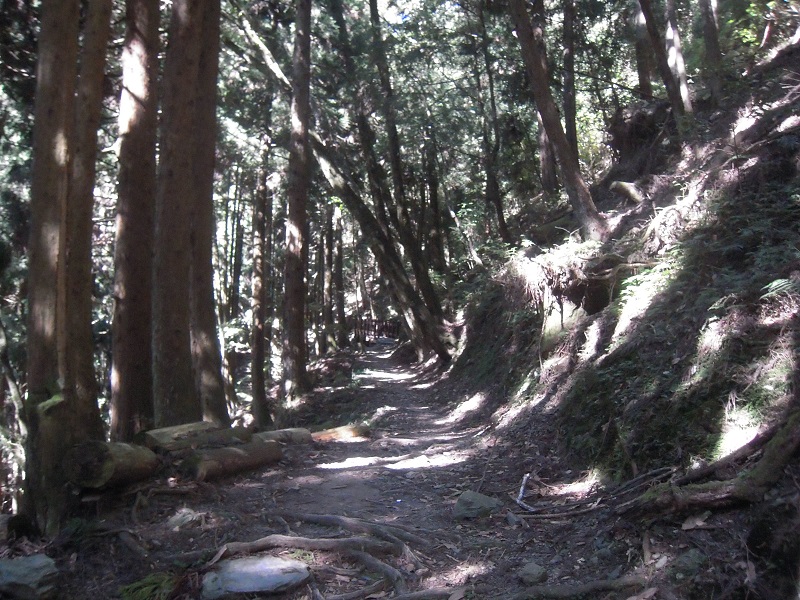 檜山巨木步道