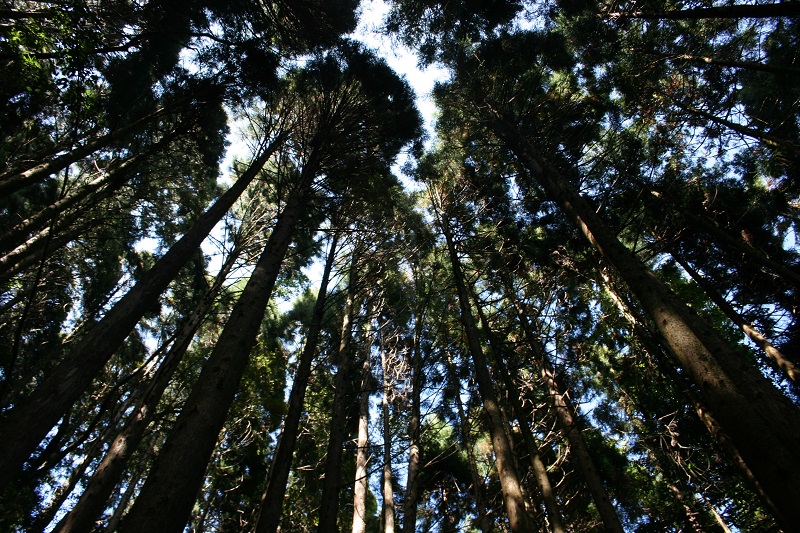 柳杉樹海