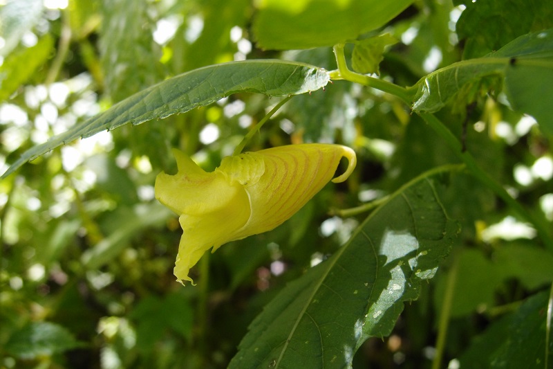 黃花鳳仙花