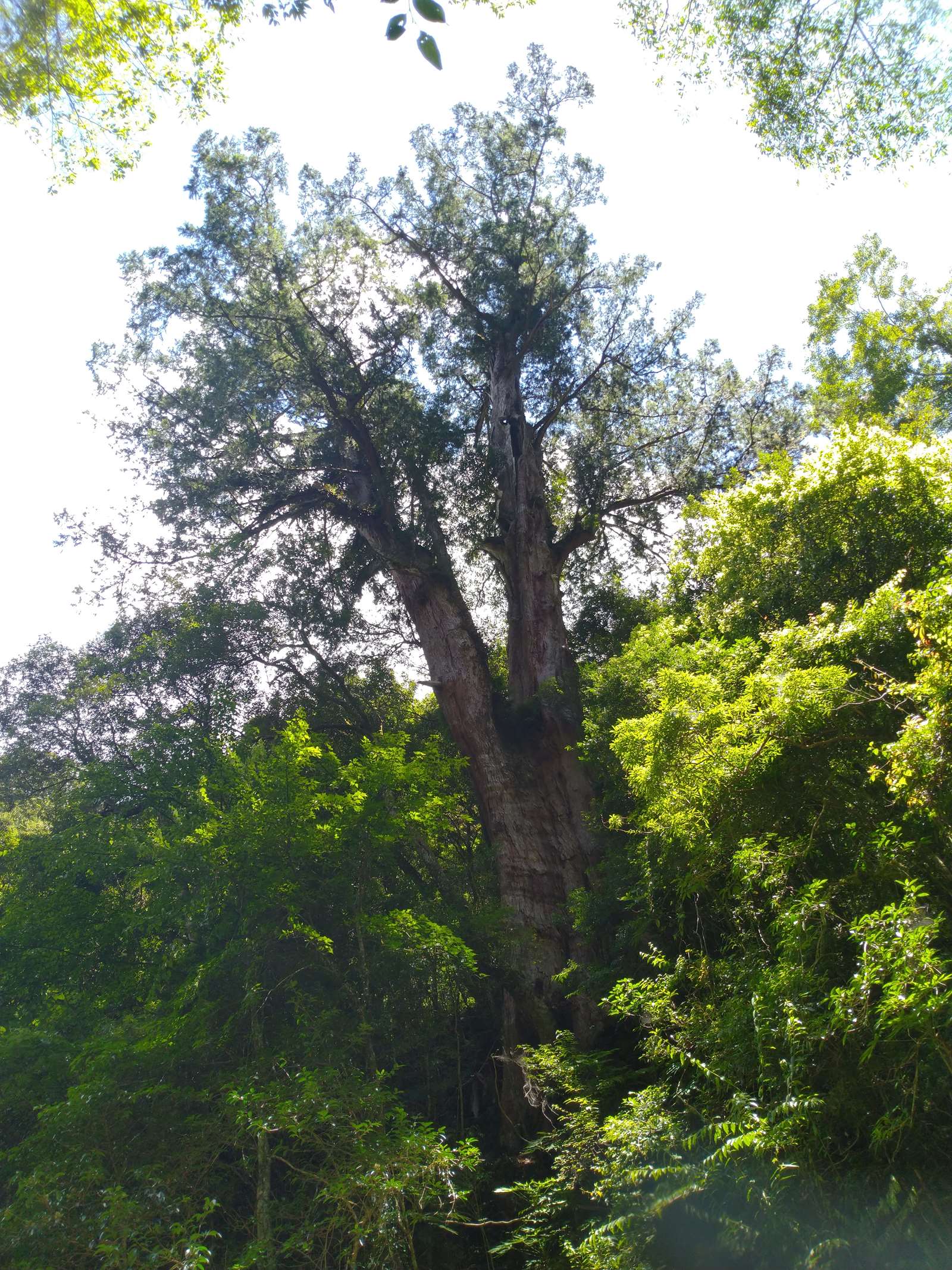 拉拉山的巨木
