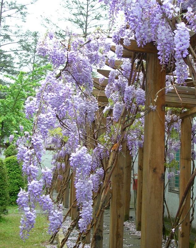 浪漫的紫藤花