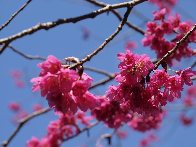 八仙山-山櫻花