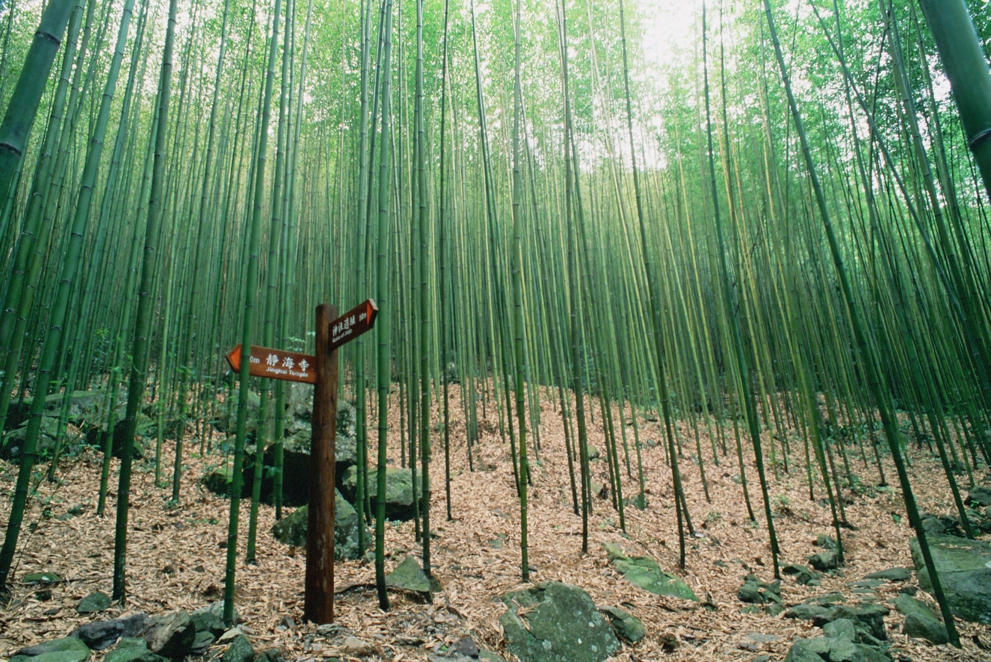 八仙山國家森林遊樂區幽靜竹林