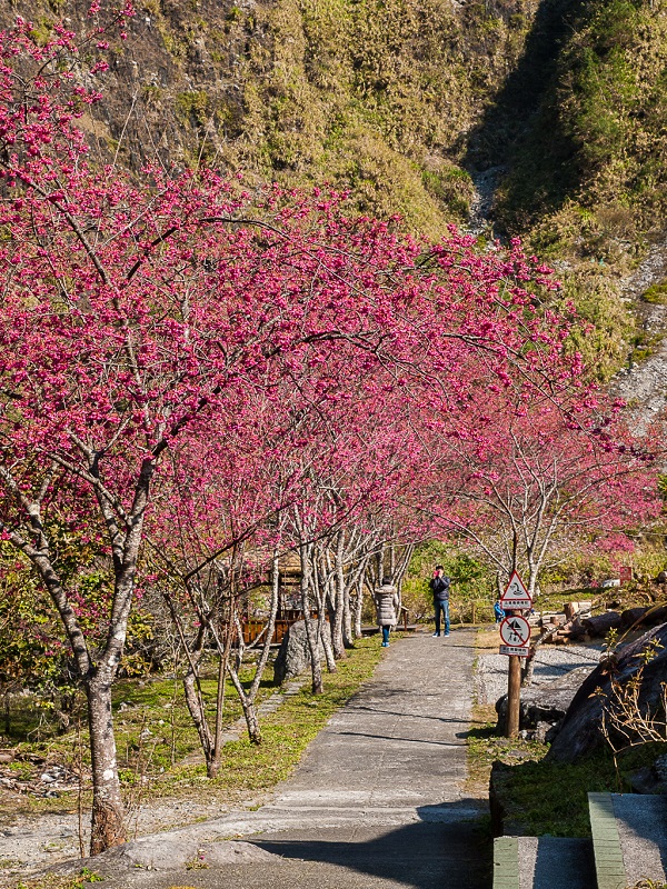 八仙山-櫻花