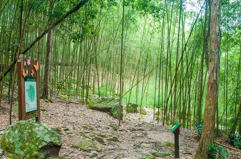 八仙山-竹林