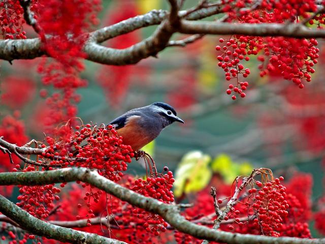 春_鳥與山桐子