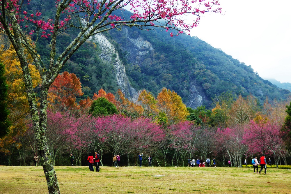 奧萬大櫻花園-緋寒櫻