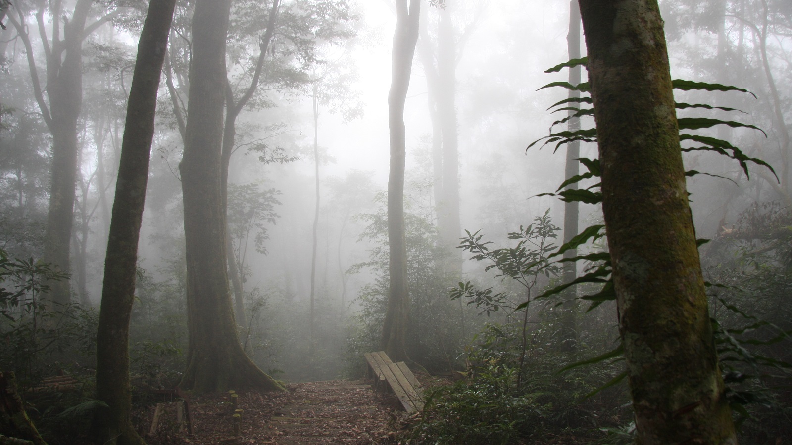 藤枝國家森林遊樂區迷霧
