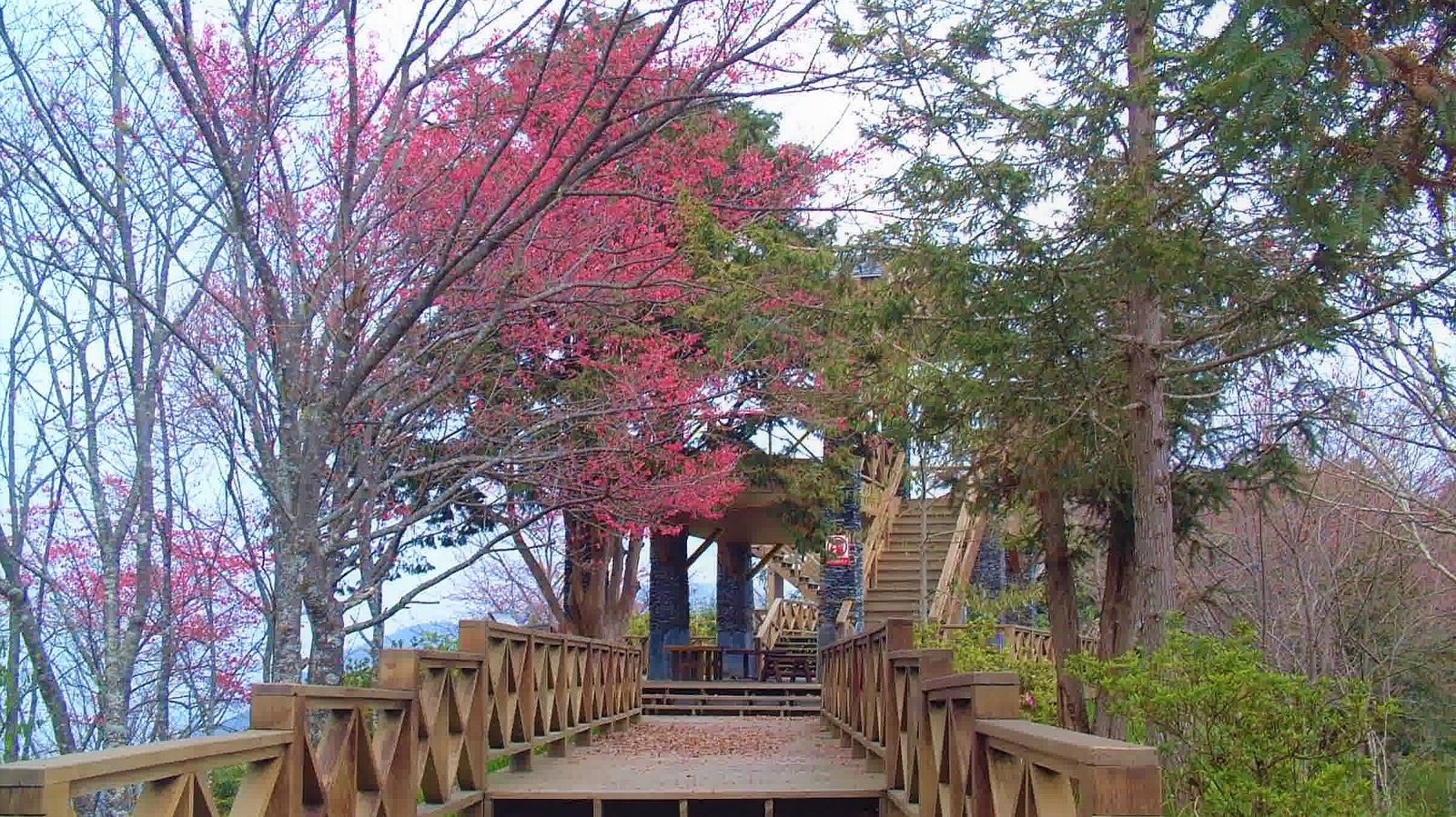 藤枝國家森林遊樂區山櫻
