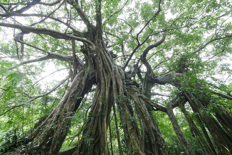 知本國家森林遊樂區_會走路的樹