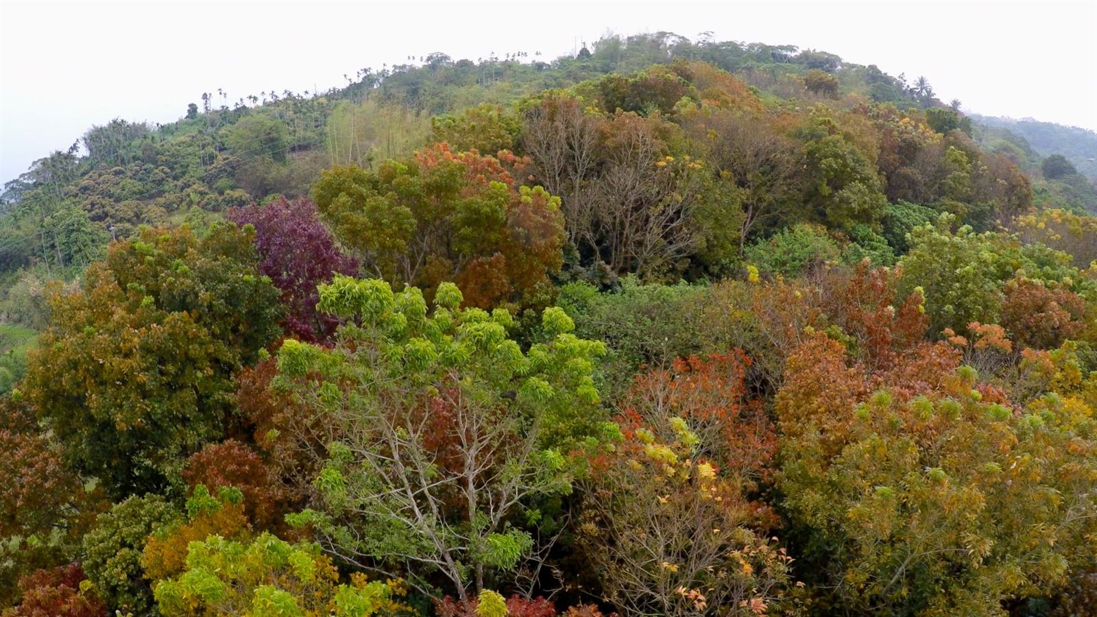知本國家森林遊樂區秋季變葉樹林