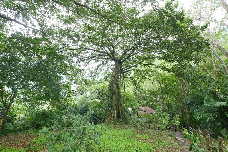 知本國家森林遊樂區_白榕枝葉婆娑