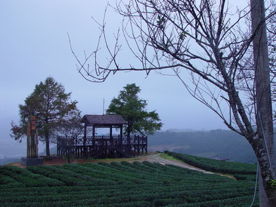玉蘭茶園