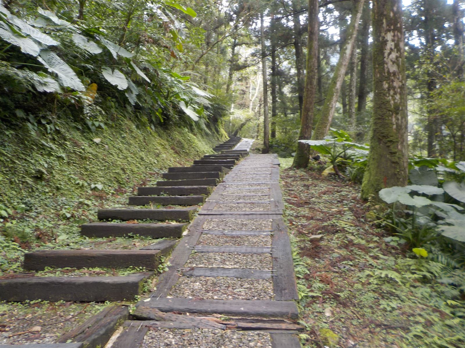 森林浴步道