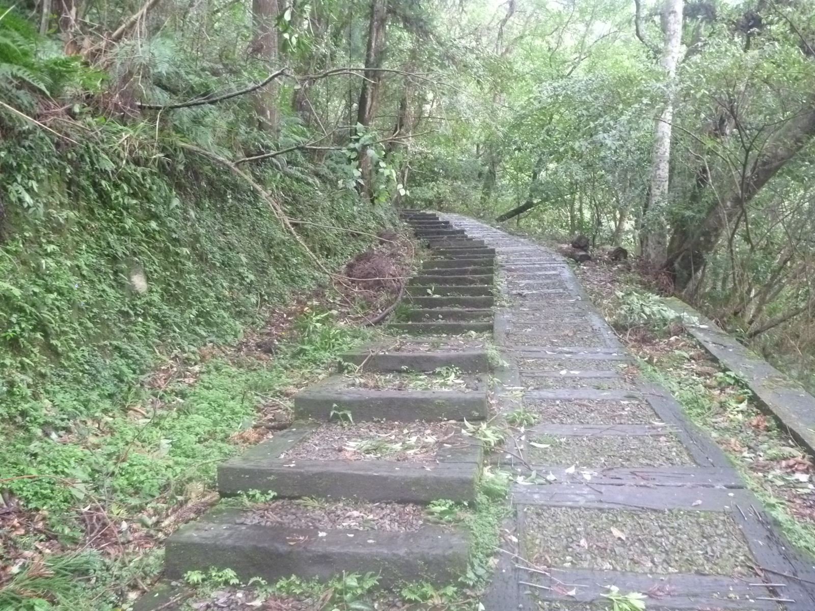 森林知性步道
