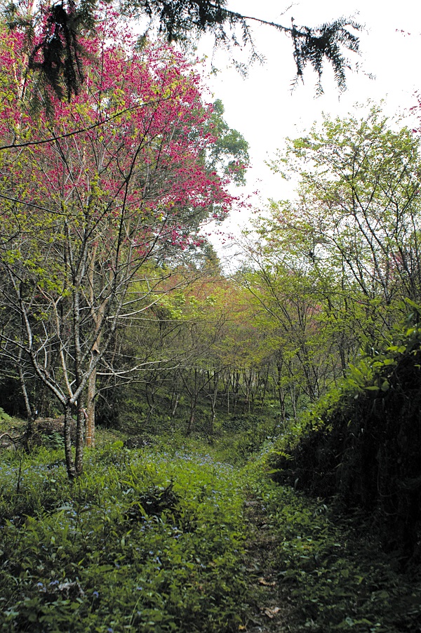 櫻花林步道