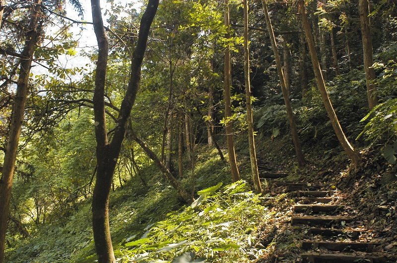 森林浴步道