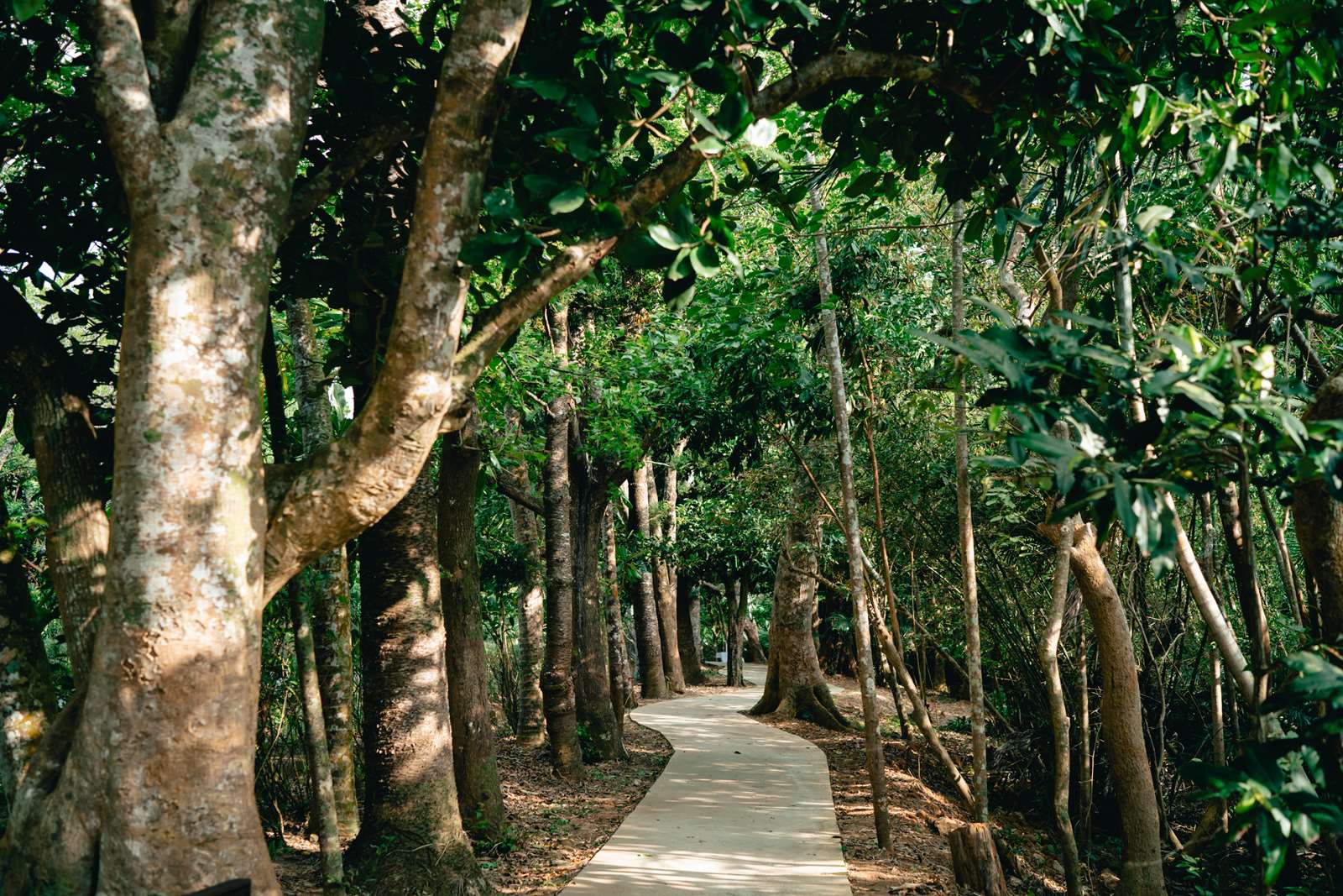 森林浴步道