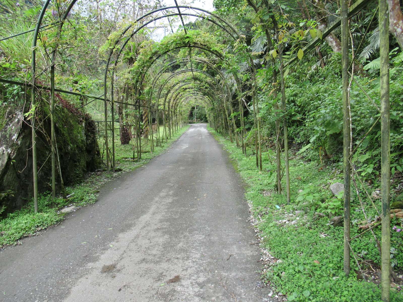芬多精步道