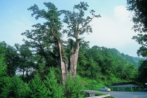 Bailing Giant Tree