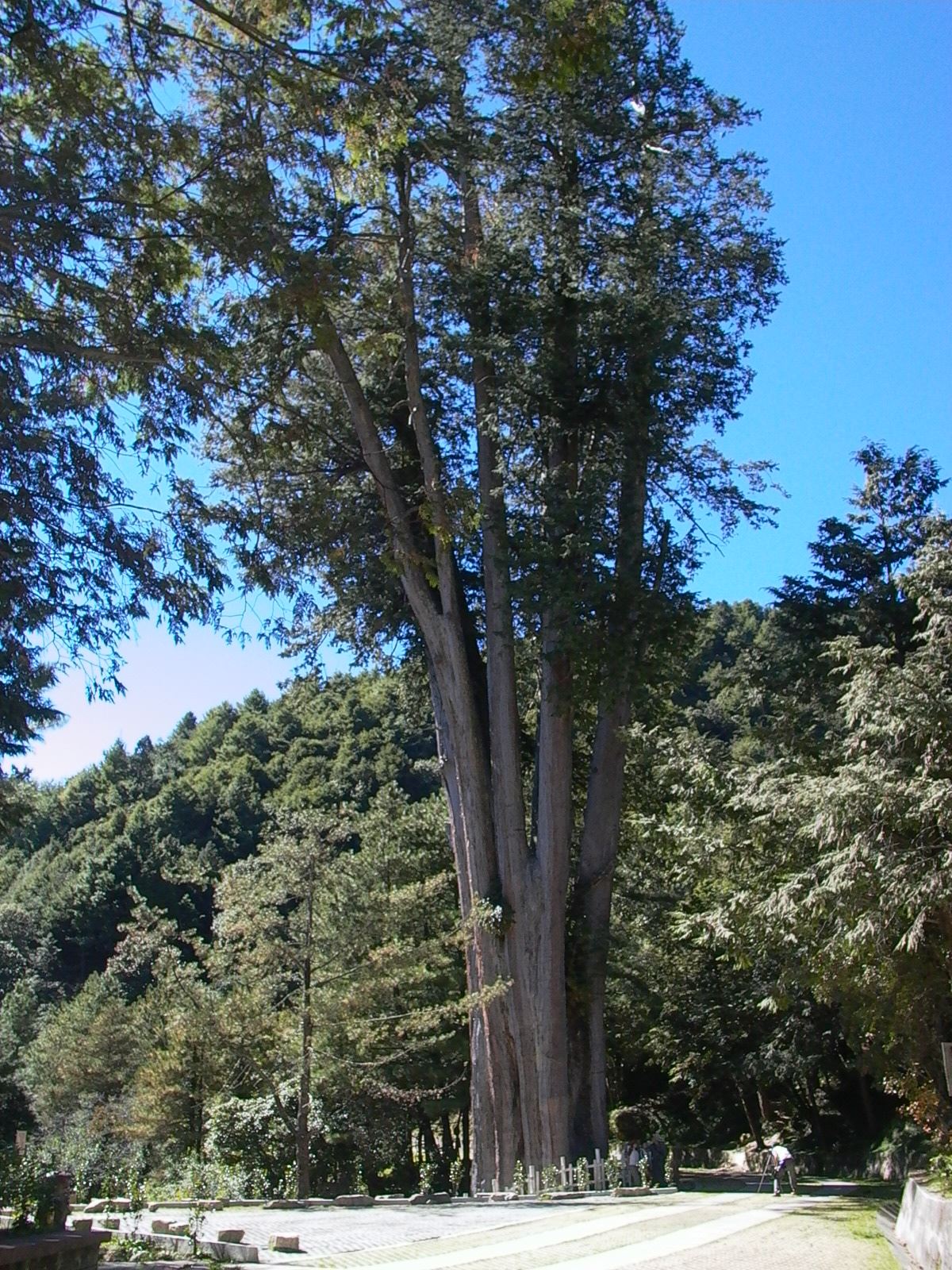 Giant Red Cypress