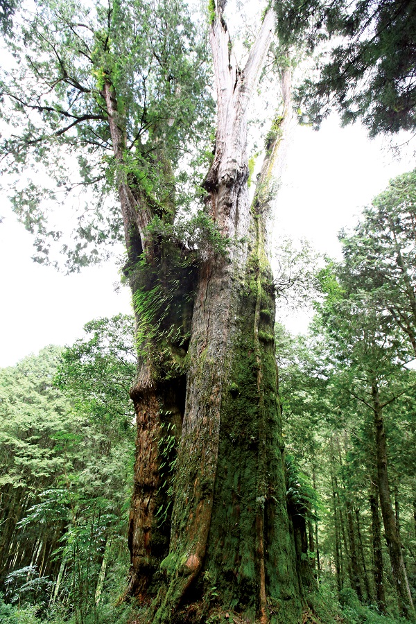 阿里山新八景-28號巨木