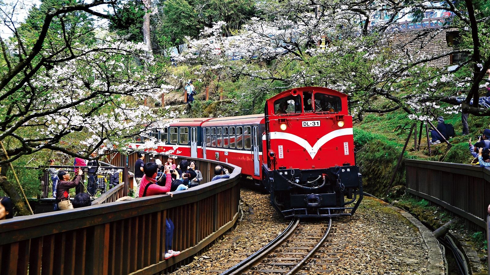 櫻花火車