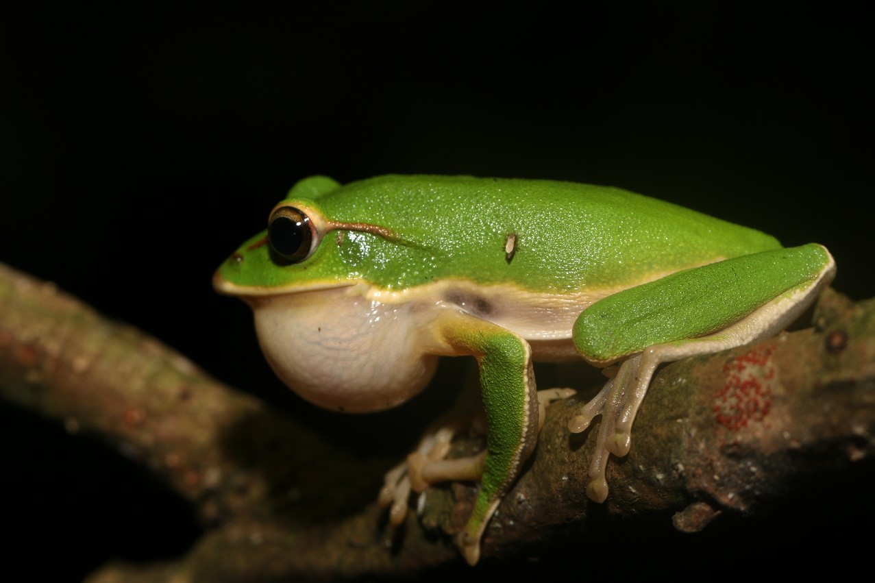 圖1、園區內翡翠樹蛙正鼓著鳴囊鳴叫。