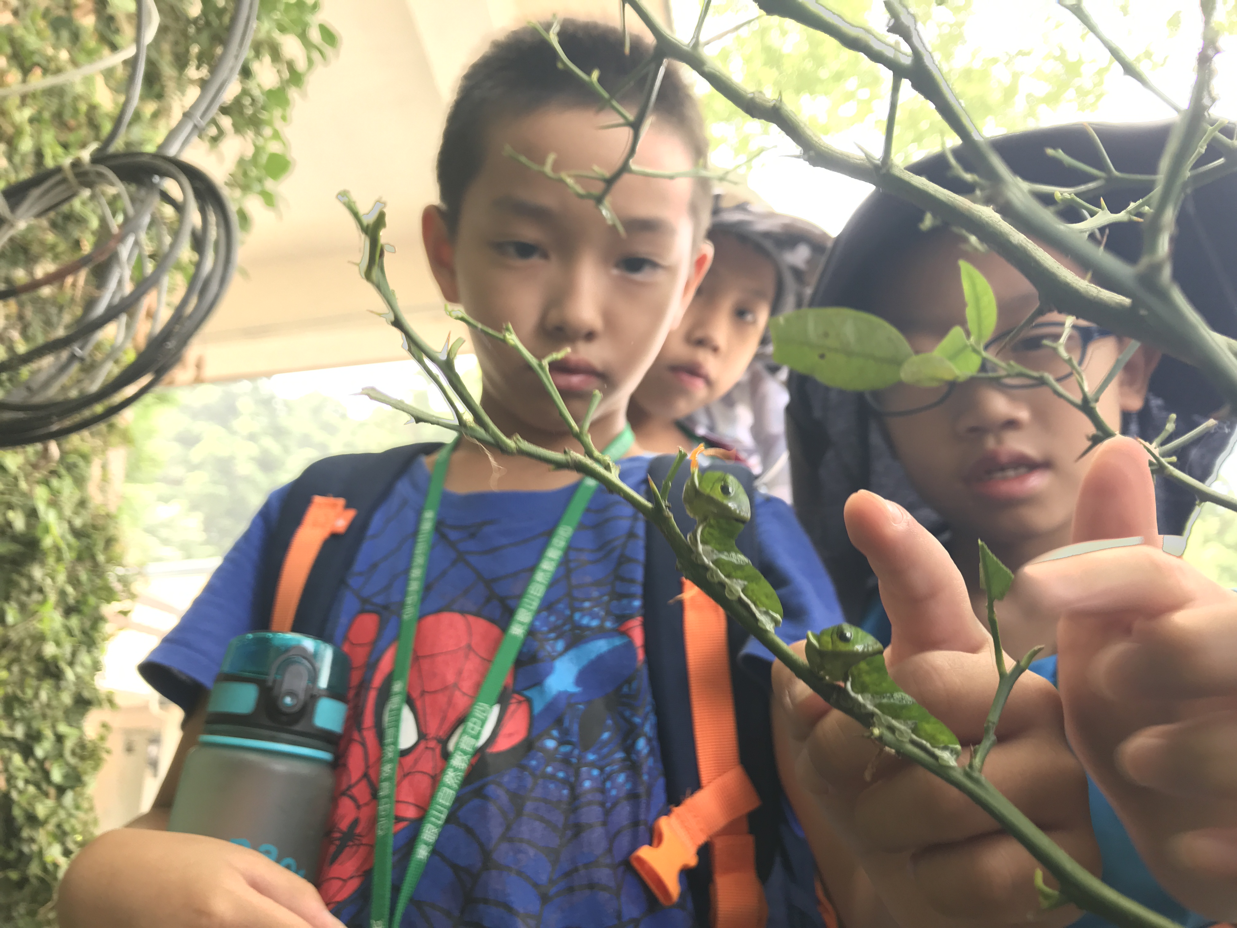 圖一、於蟲林小學課程中學員觀察昆蟲的型態