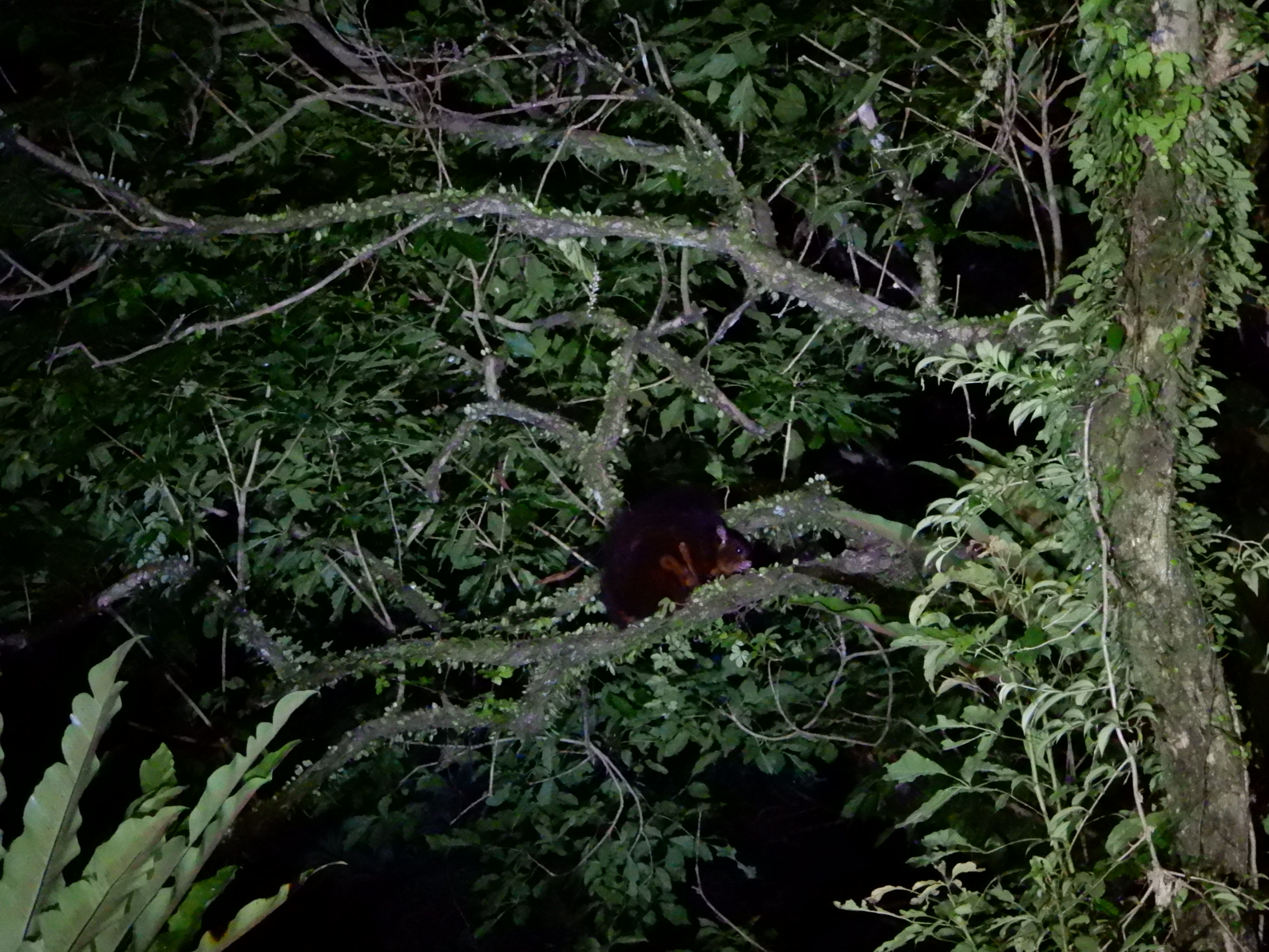 圖1、園區大赤鼯鼠站在樹枝上。