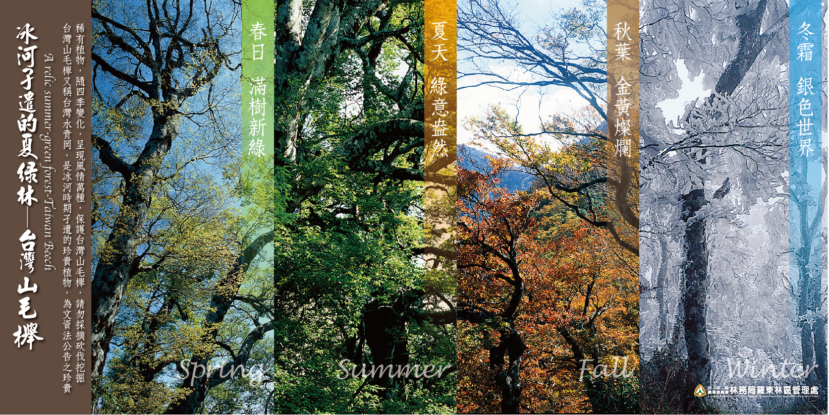 台灣山毛櫸四季風情