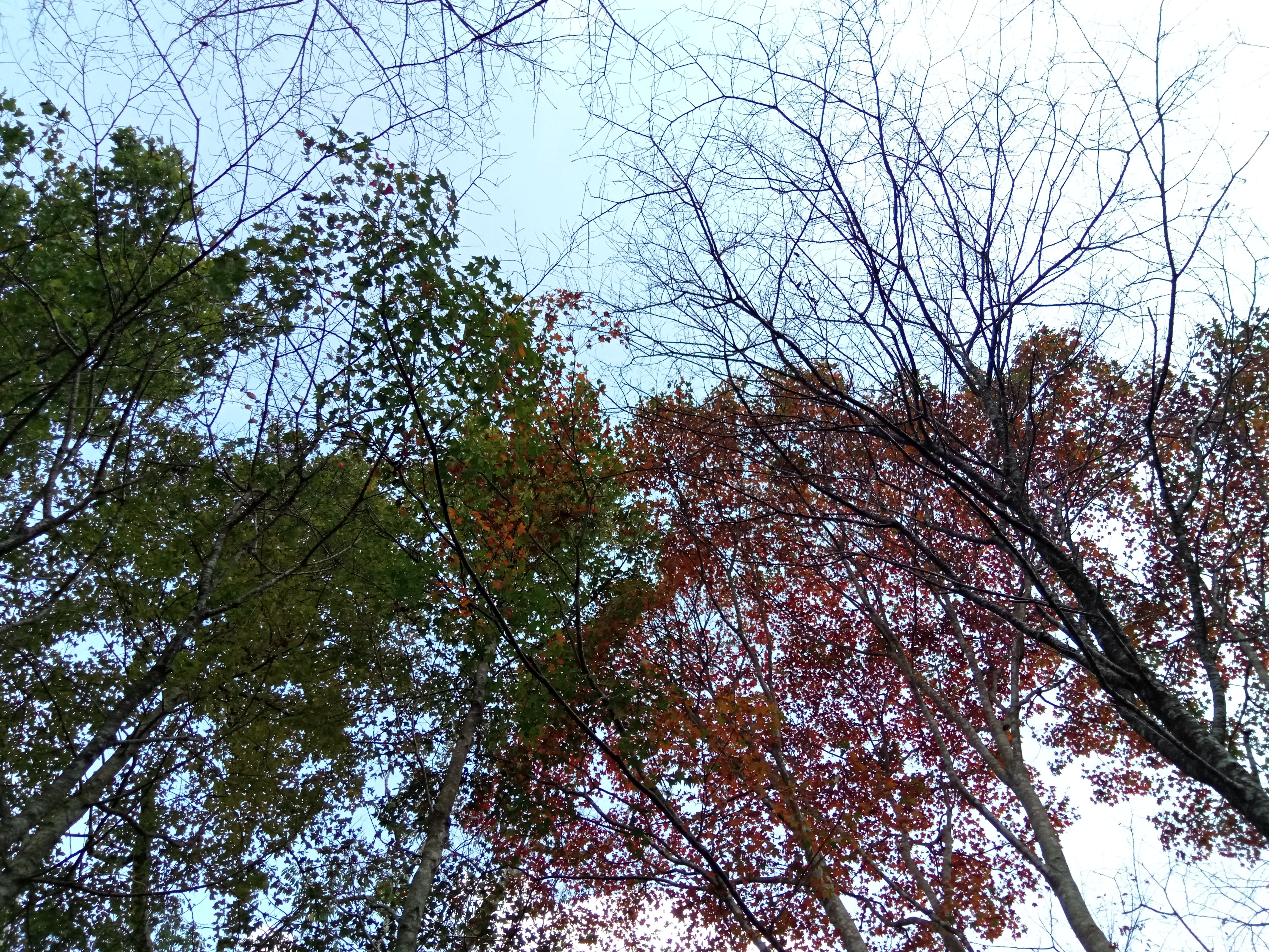 八仙山楓葉換新裝