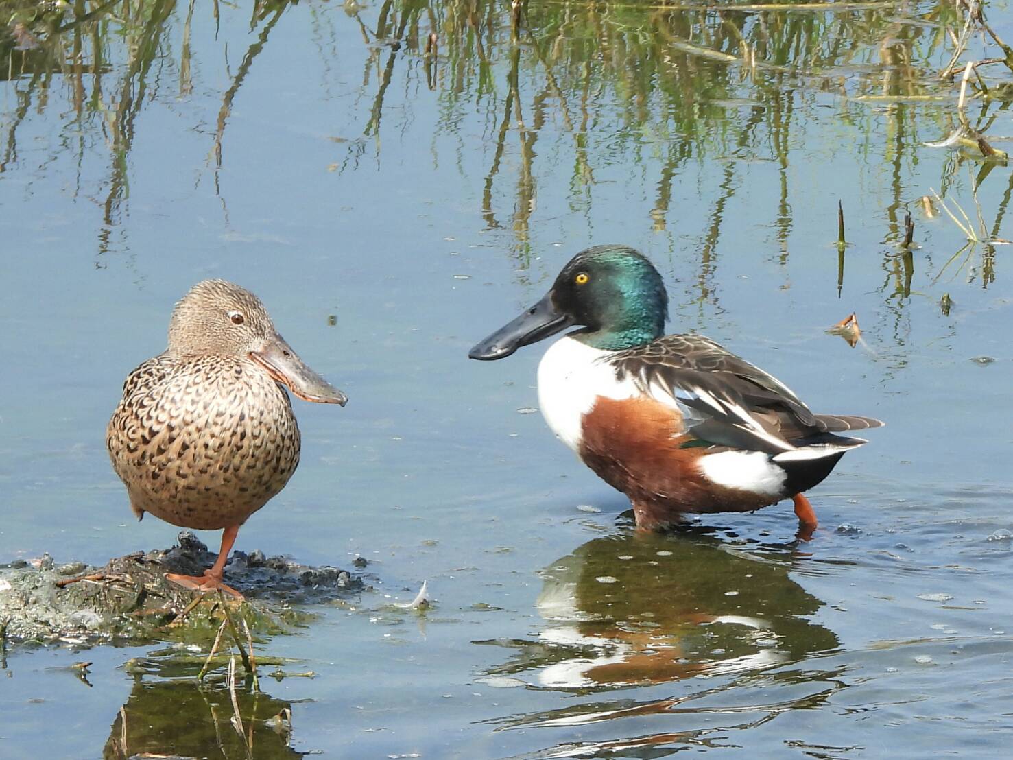 談戀愛了-琵嘴鴨
