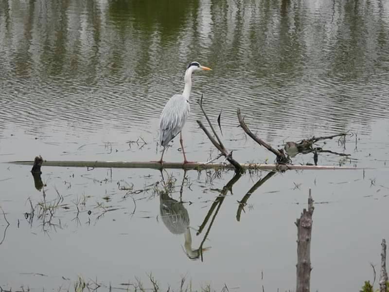 優哉優哉老紳士-蒼鷺