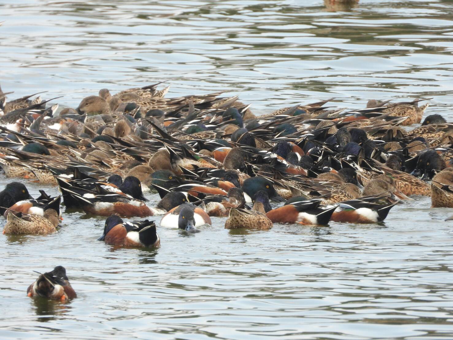存備熱能，吃飽飽準備北返-琵嘴鴨