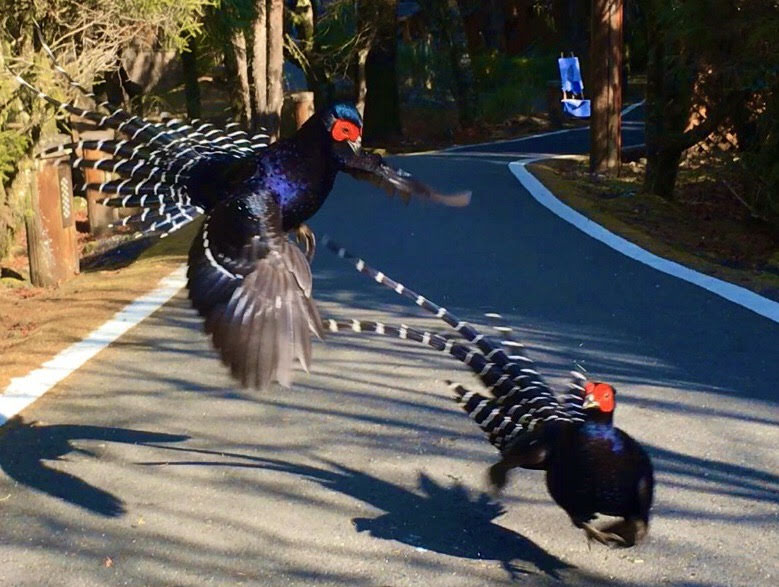 迷霧中的王者-帝雉大打出手，好生威猛