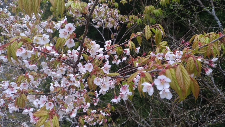 太平山白櫻花