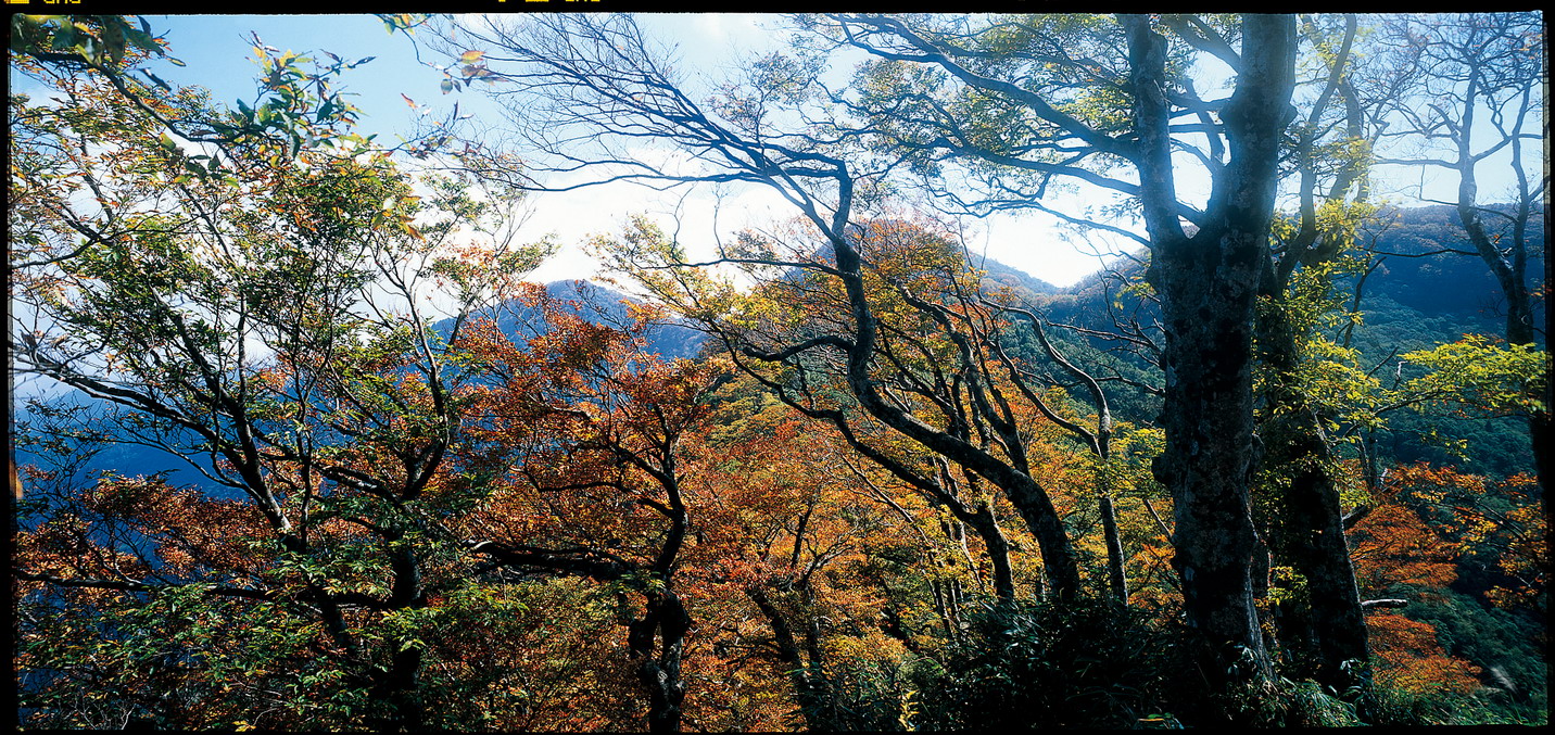 秋季的台灣山毛櫸