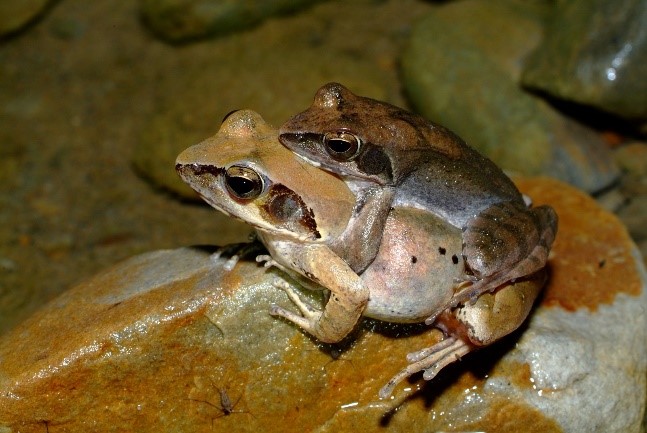 梭德氏赤蛙生態照