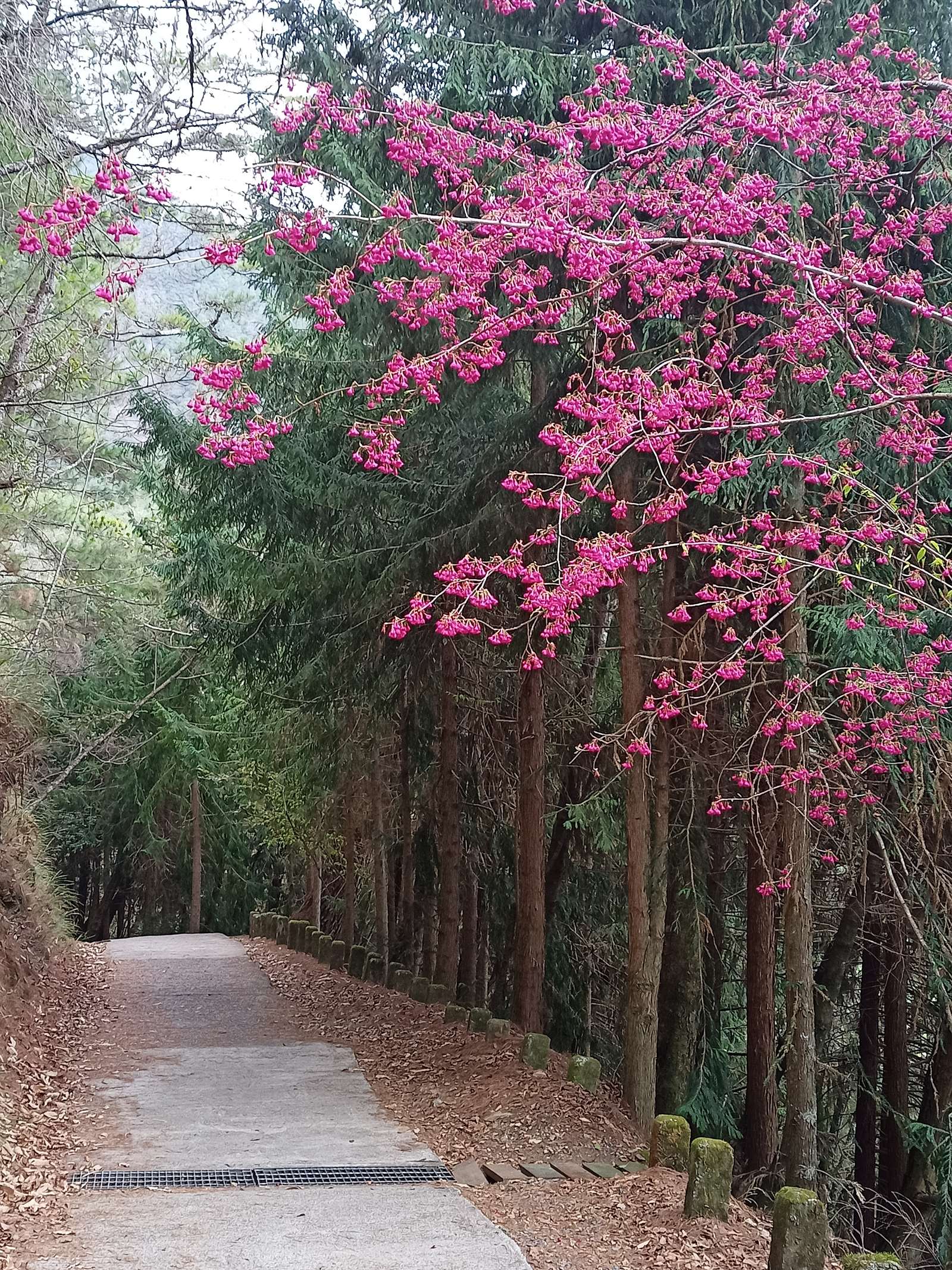 桃山步道松林與櫻花相稱