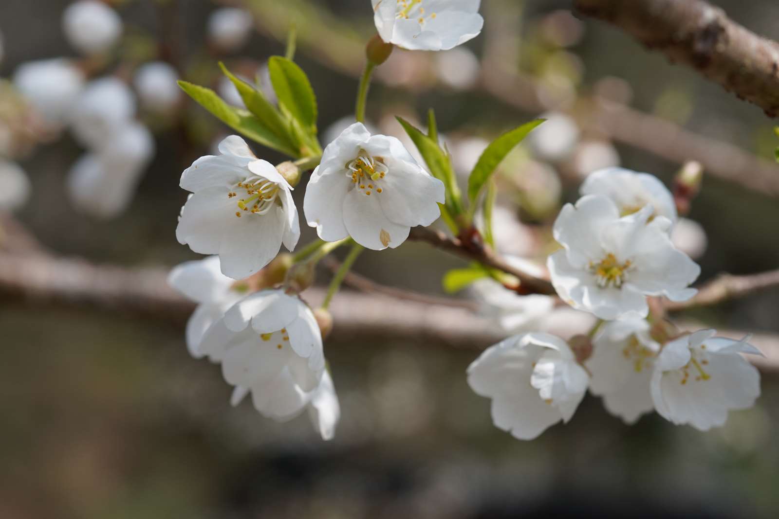 霧社櫻花瓣潔白如雪