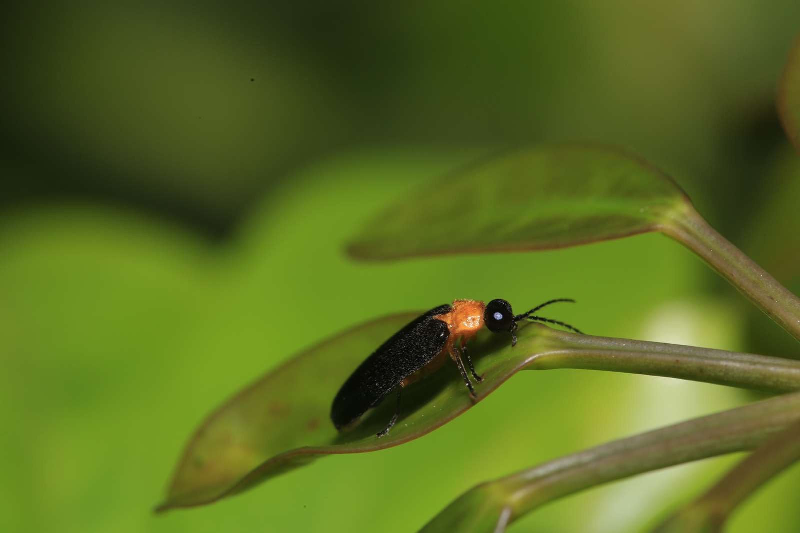 跟環教師們一起瞭解螢火蟲的生活史