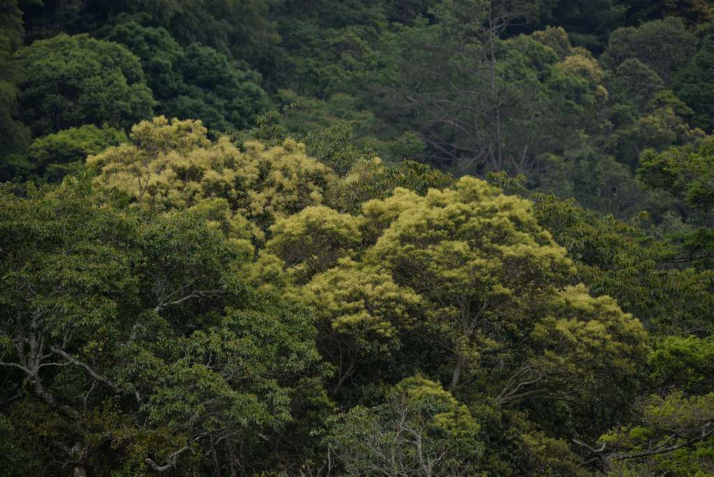 觀霧森林中圍繞著長尾栲的生物物候與森林生態現象