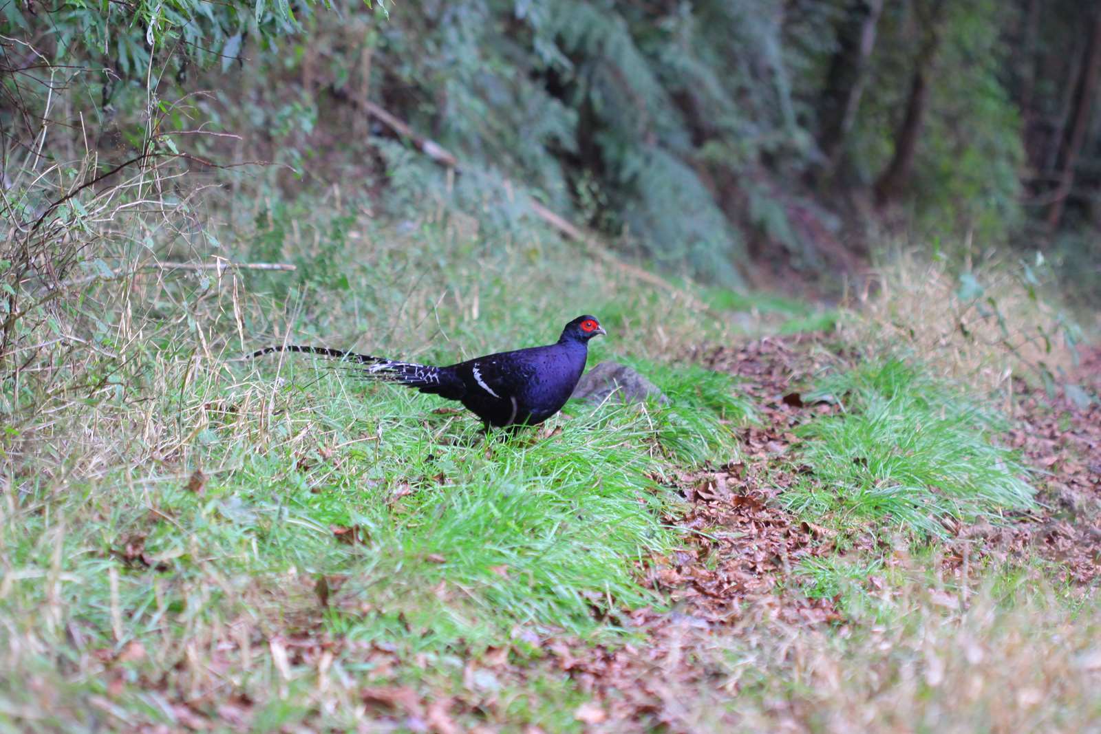黑長尾雉（帝雉）會在林道邊或步道上悄悄現身，悠閒地翻翻落葉、找果子吃