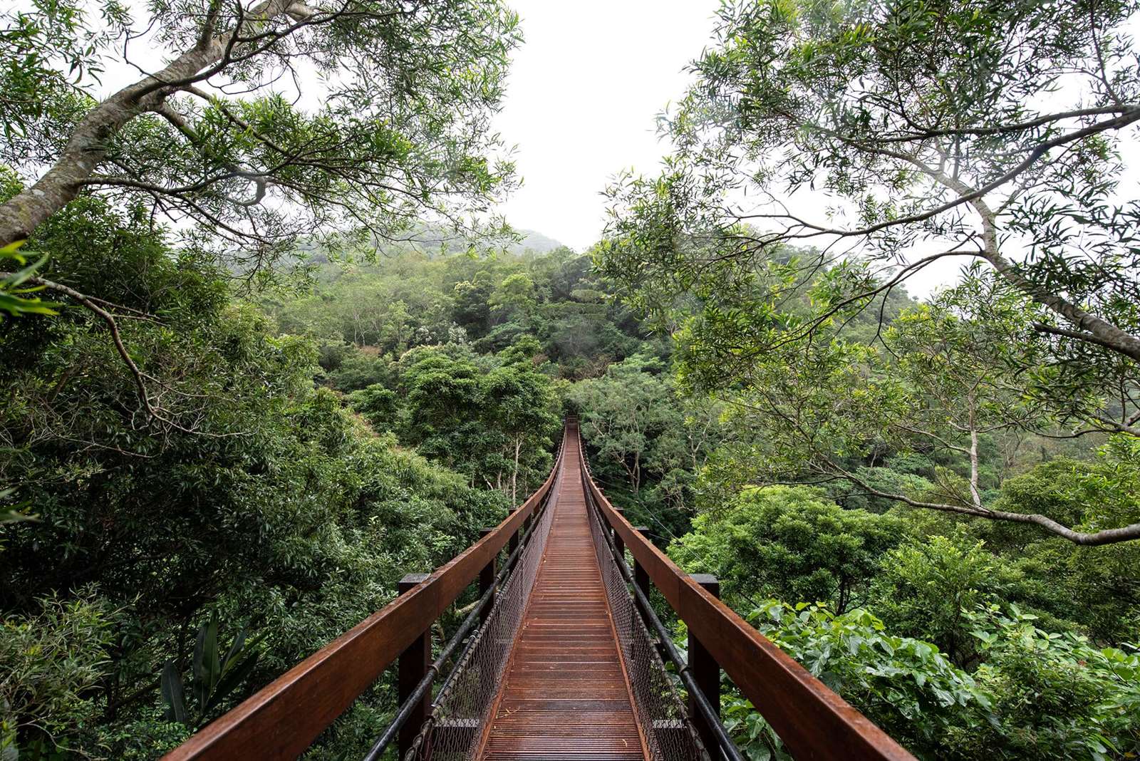 從沿山步道上的吊橋可以觀賞樹冠生態