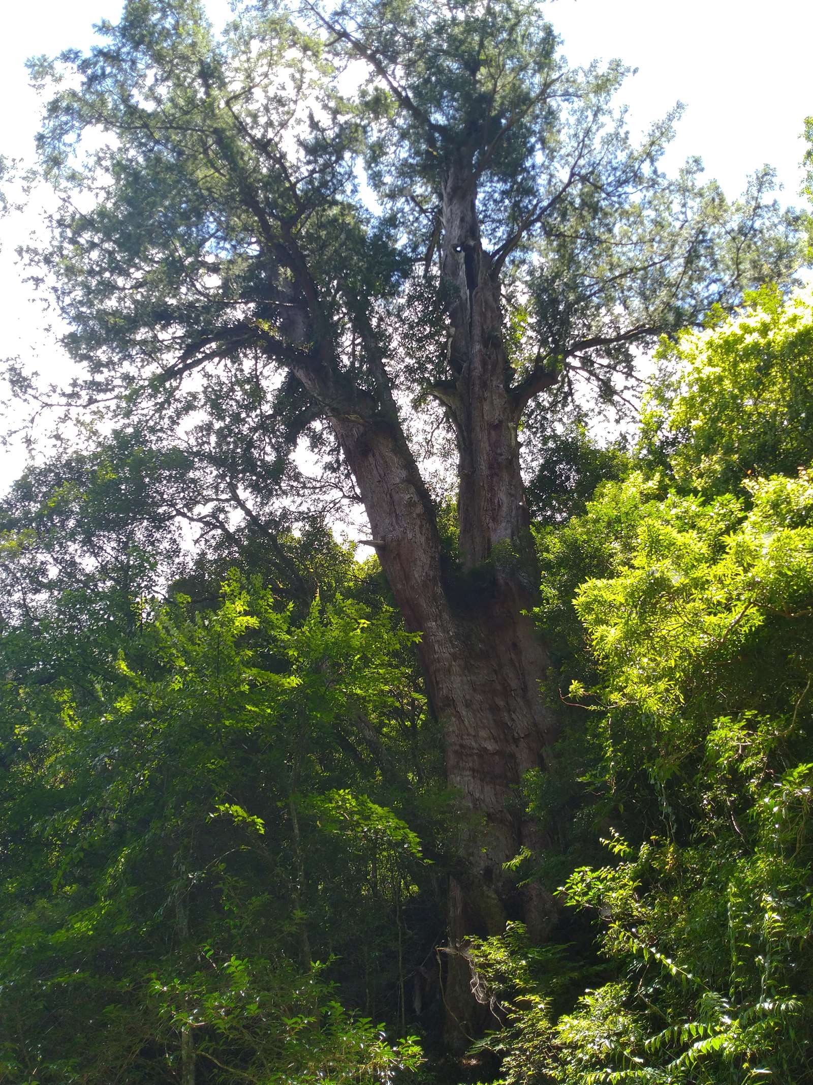 拉拉山的巨木